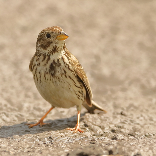 Corn Bunting