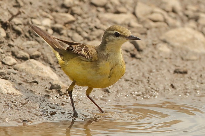 Yellow Wagtail