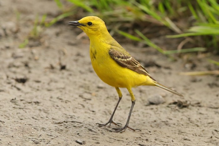 Yellow Wagtail