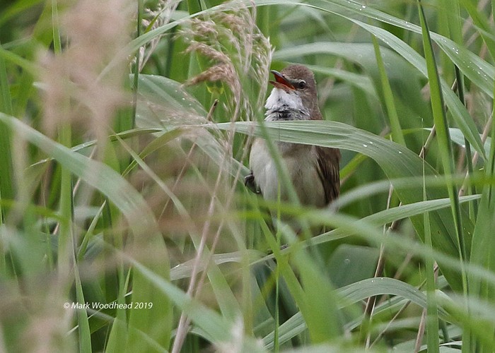 Great Reed Warbler