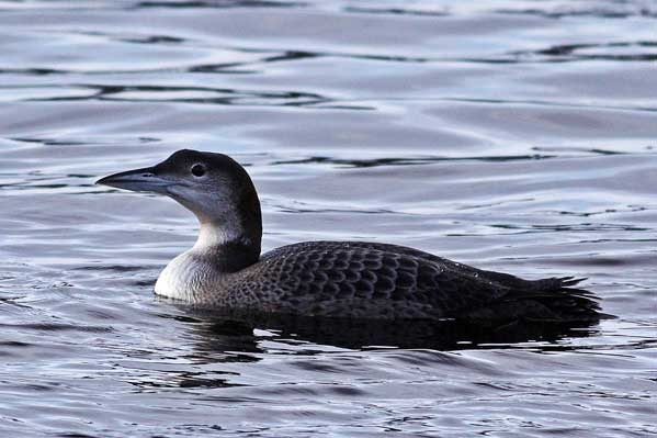 Great Northern Diver