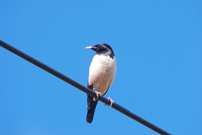 Rose-coloured Starling
