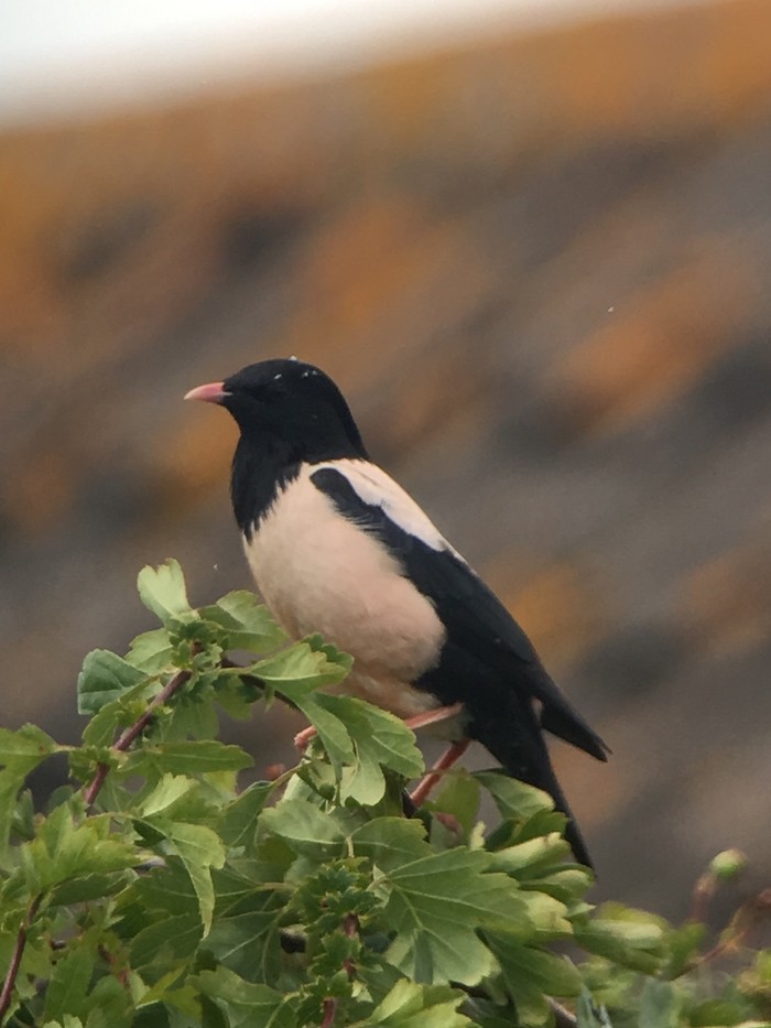 Rose-coloured Starling