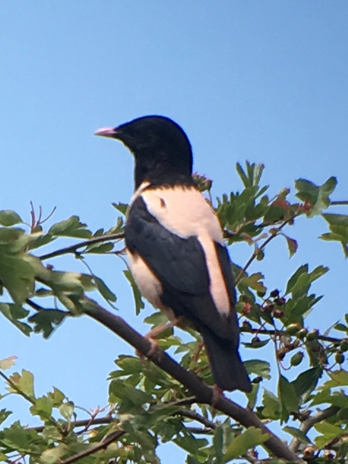 Rose-coloured Starling