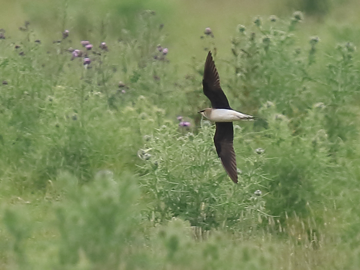 Black-winged Pratincole