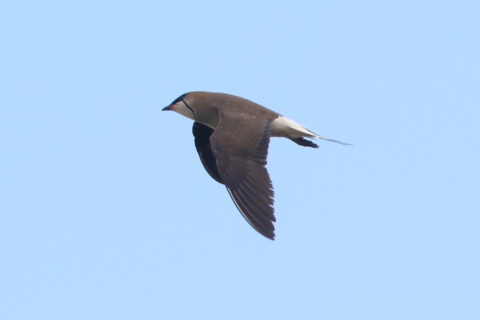 Black-winged Pratincole