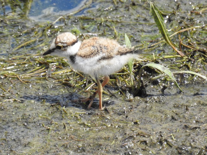 Little Ringed Plover