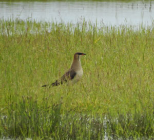 Black-winged Pratincole