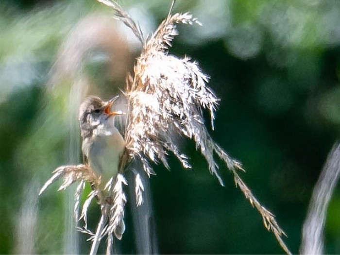 Marsh Warbler