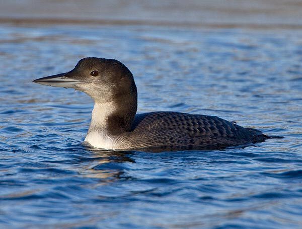 Great Northern Diver