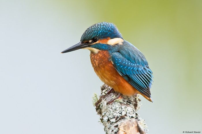 Kingfisher