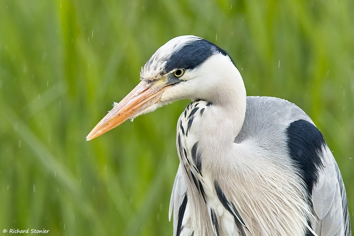Grey Heron