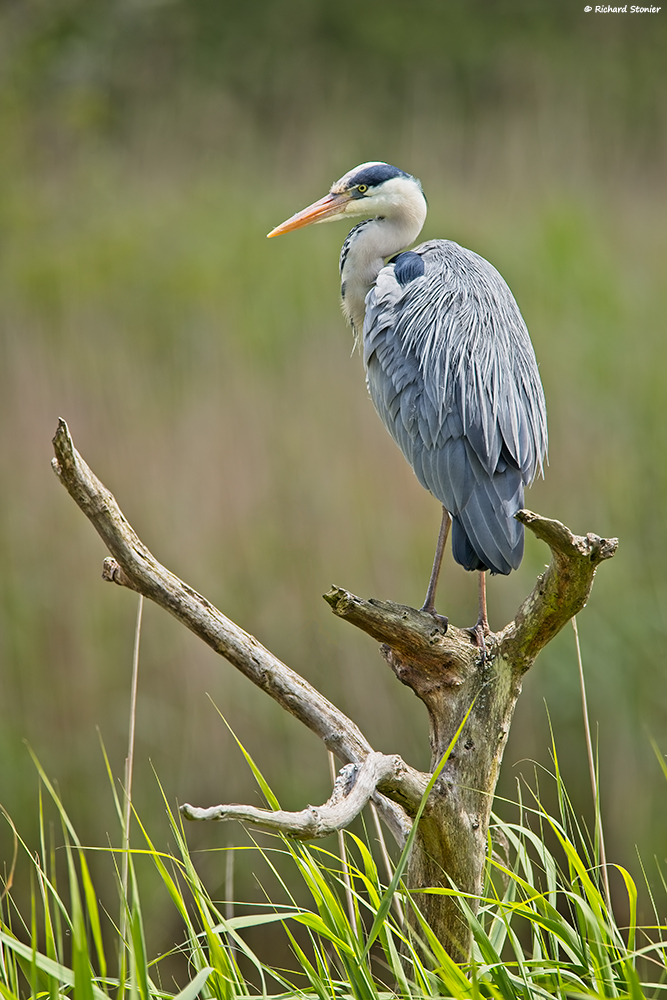 Grey Heron