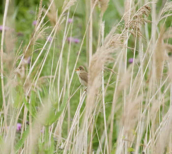 Marsh Warbler