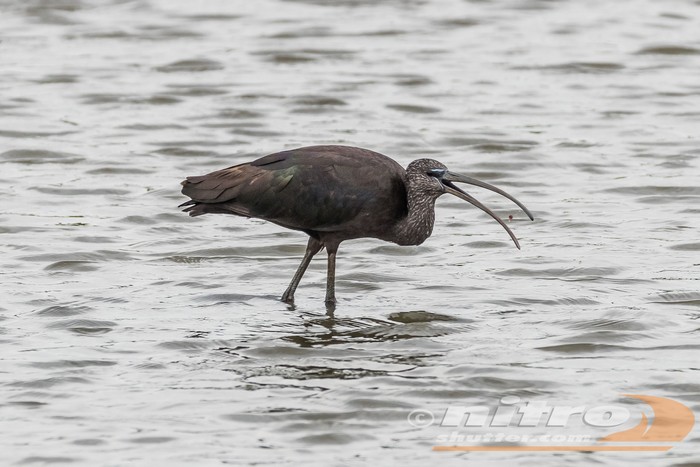 Glossy Ibis