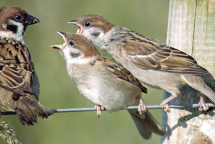 Tree Sparrow