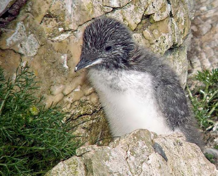 Guillemot