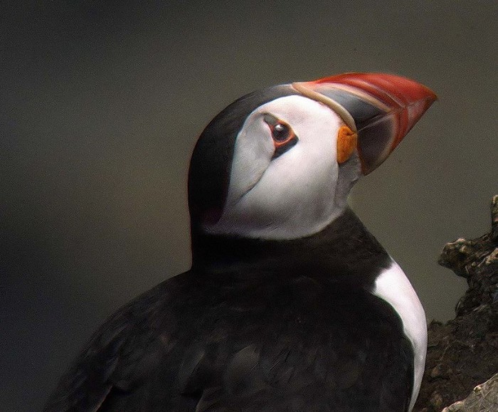 Puffin