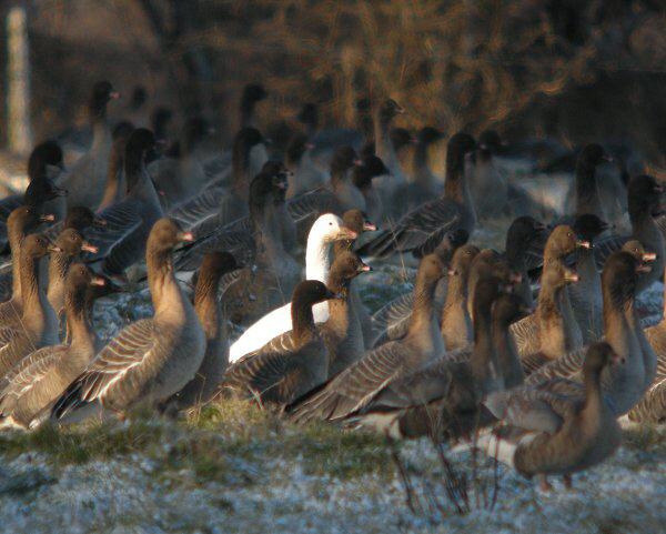 Greater Snow Goose