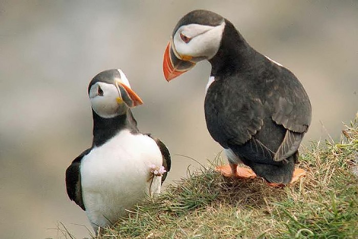Puffin