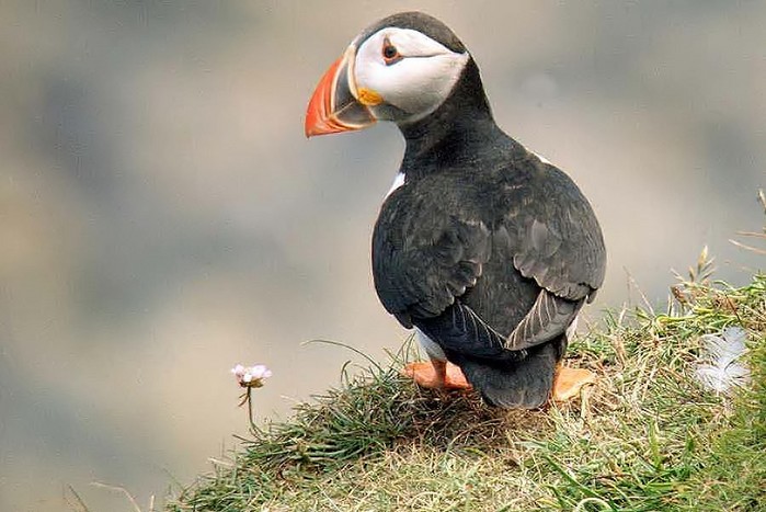 Puffin