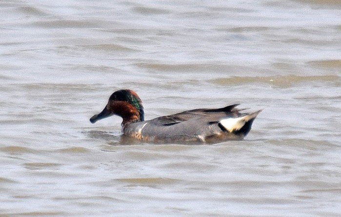 Green-winged Teal