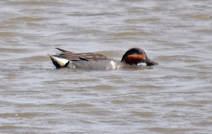 Green-winged Teal