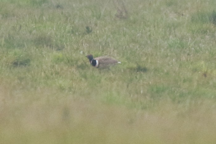 Little Bustard