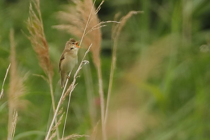 Marsh Warbler