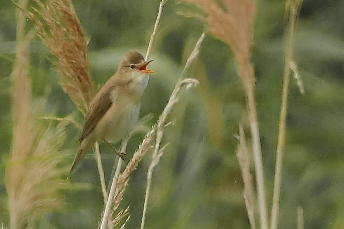 Marsh Warbler