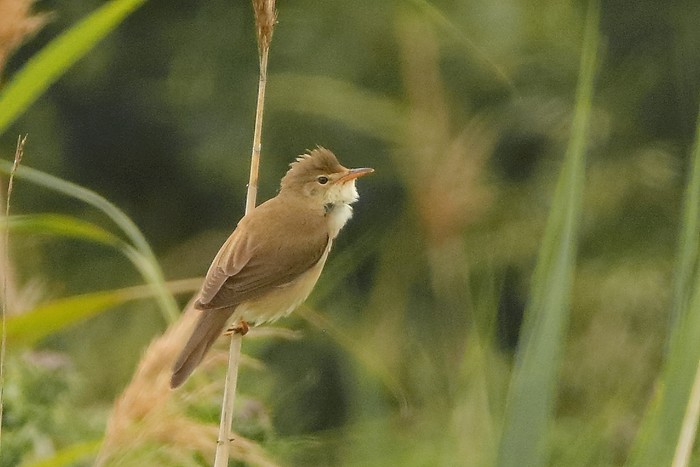 Marsh Warbler