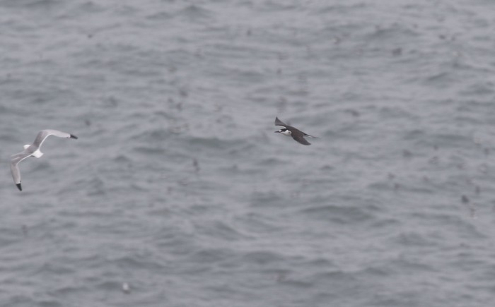 Sooty Tern