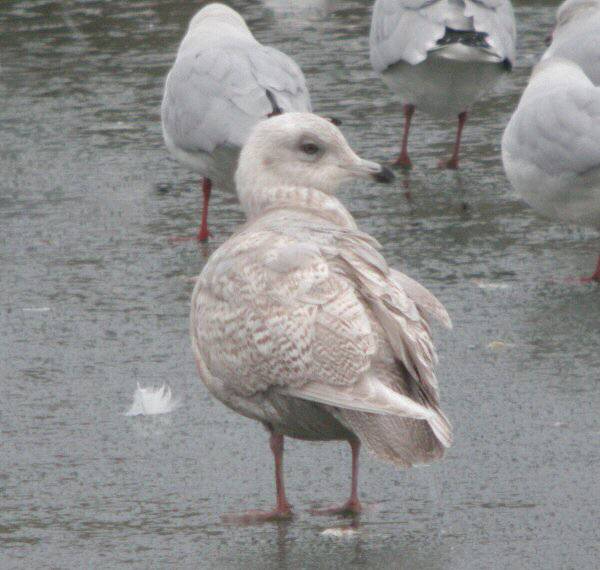 Iceland Gull