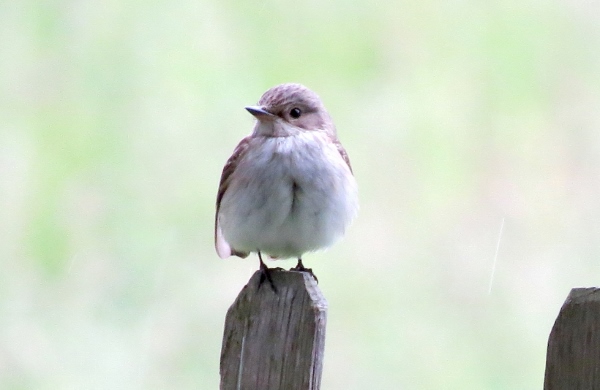Spotted Flycatcher