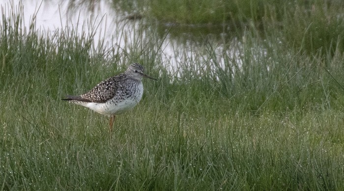 Lesser Yellowlegs