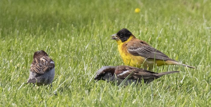 Black-headed Bunting