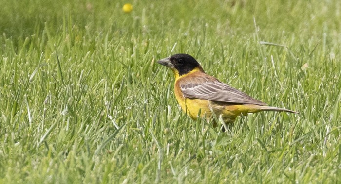 Black-headed Bunting