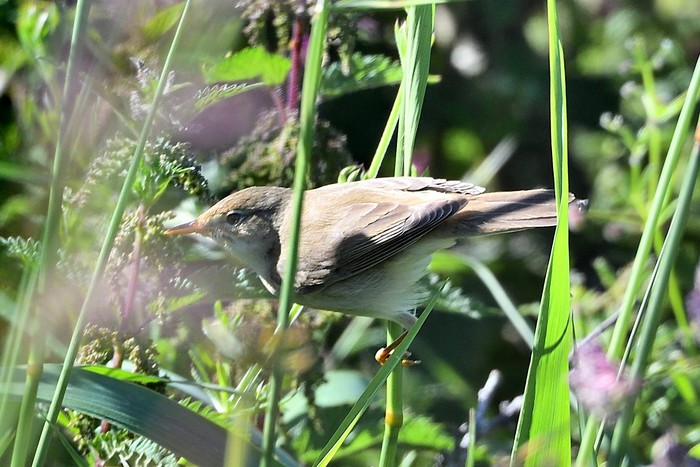 Marsh Warbler