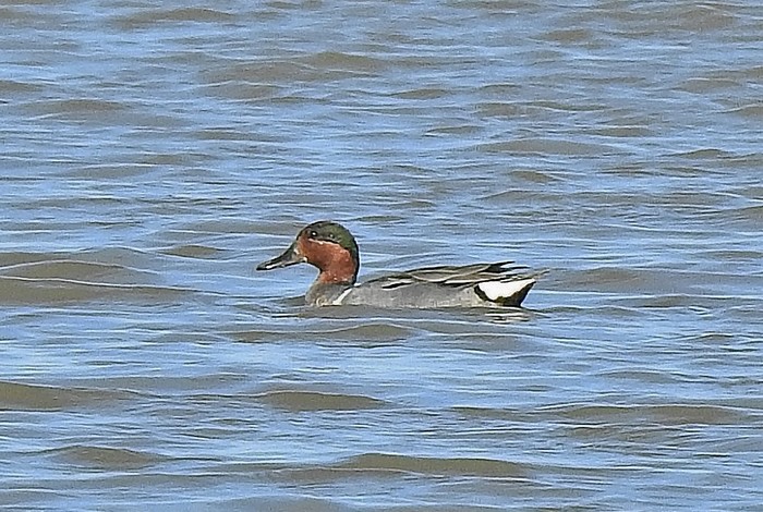 Green-winged Teal