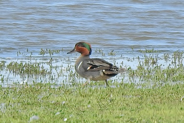 Green-winged Teal