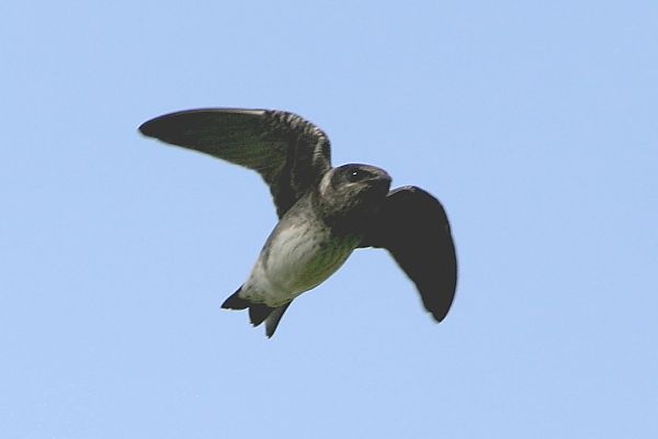 Purple Martin