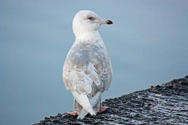 Iceland Gull
