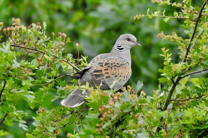 Turtle Dove