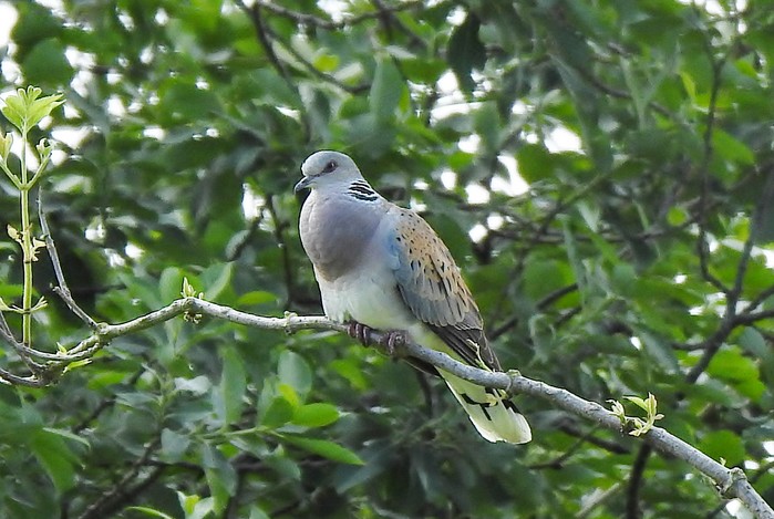 Turtle Dove