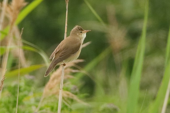 Marsh Warbler