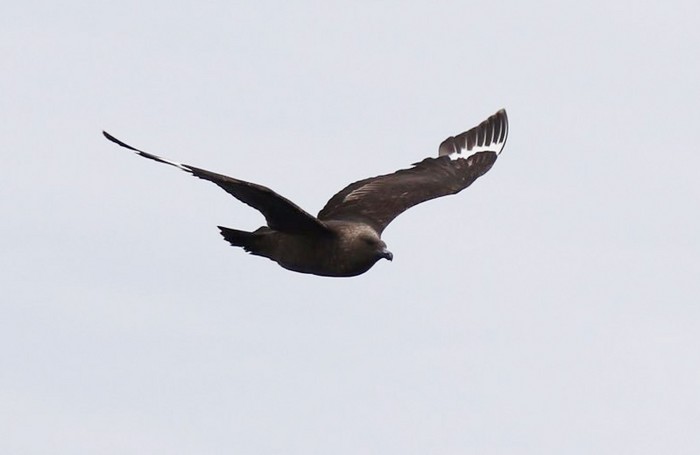 South Polar Skua
