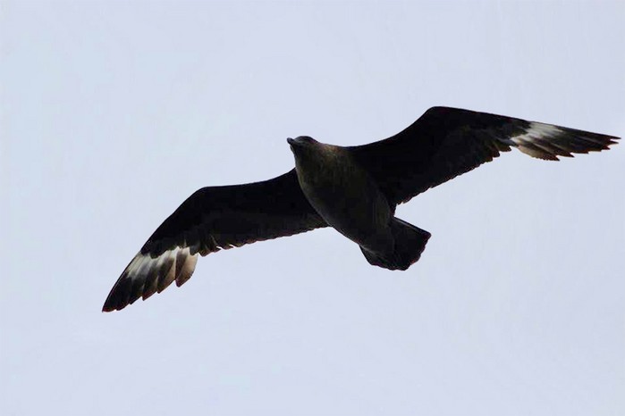 South Polar Skua