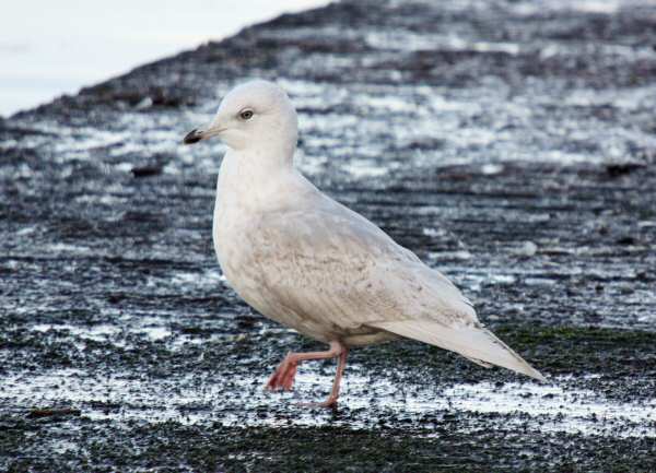 Iceland Gull