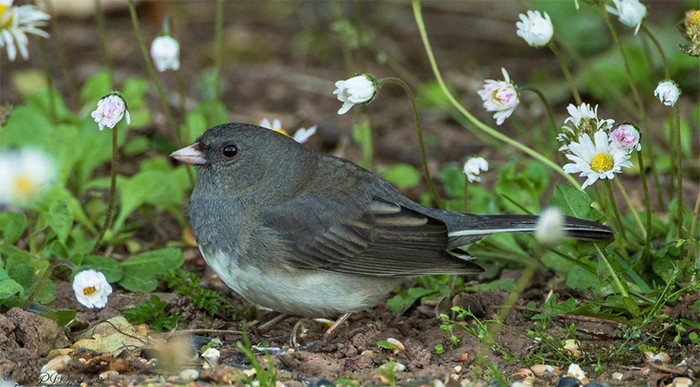 Slate-coloured Junco