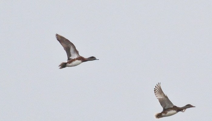 American Wigeon